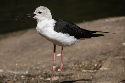 Close-up of bird perching on a land