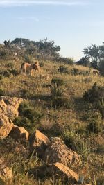 View of sheep on landscape