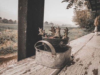 Close-up of potted plant on wooden table