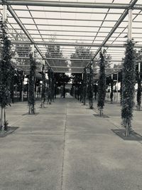 Footpath amidst trees and buildings in city