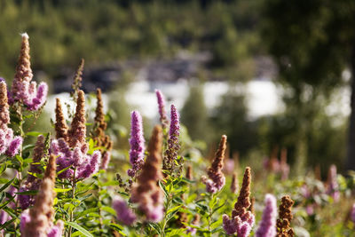 Slope leading down to the river with pink flowers and those that have turned brown by early autumn