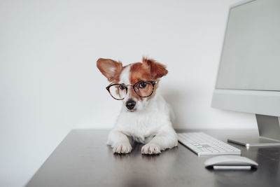 Funny jack russell dog wearing eye wear working at home office on computer. technology and pets 