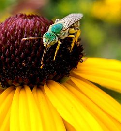 Close-up of insect pollinating on flower