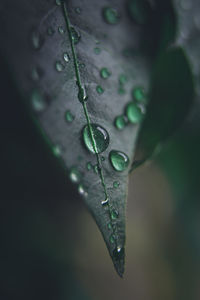 Close-up of raindrops on leaves