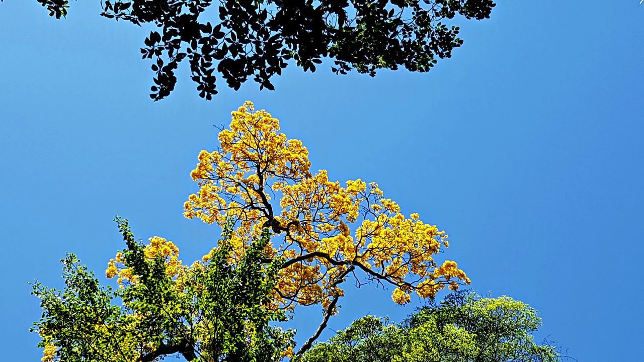 Yellow Ipê flowers