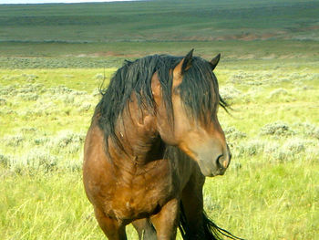 Horse in a field