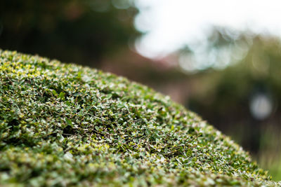 Extreme close up of leaf