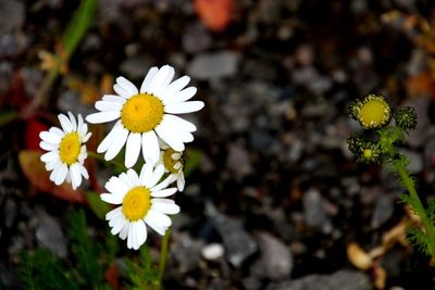 Close-up of white daisy flowers