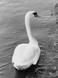 High angle view of swan swimming in lake