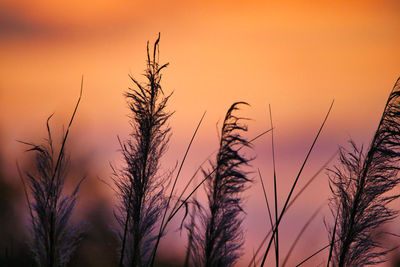 Close-up of silhouette plants against sunset sky
