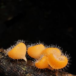 Close-up of mushroom growing against black background