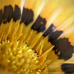 Full frame shot of yellow flower