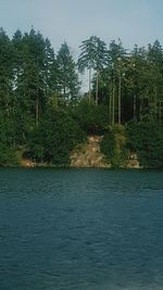 Scenic view of river in forest against sky