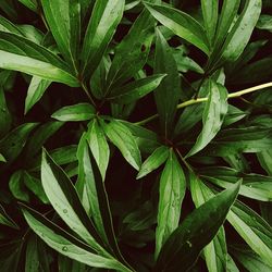 Full frame shot of fresh green leaves