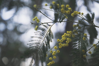 Close-up of pine tree during winter