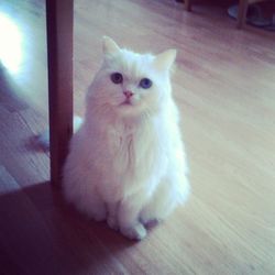 domestic cat