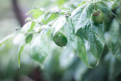 Close-up of wet plant chilli benot