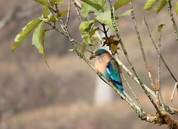 Close-up of bird perching on tree