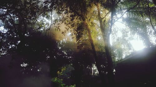 Low angle view of trees in forest