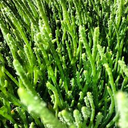 Full frame shot of green leaves