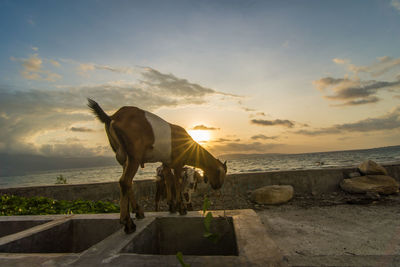 Horse standing on sea shore against sunset sky