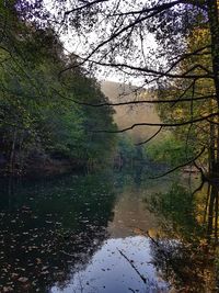 Scenic view of river amidst trees in forest