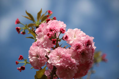 Close-up of pink cherry blossoms in spring