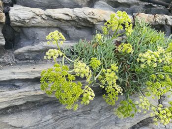 Plants growing on rock