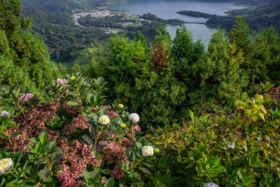 Flowering plants and trees by mountains