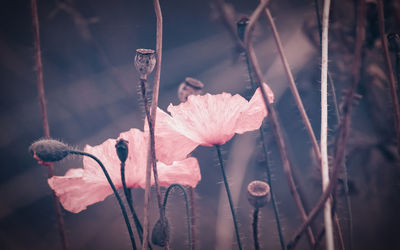 Close-up of pink flowering plant