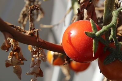 Close-up of fruits hanging on tree