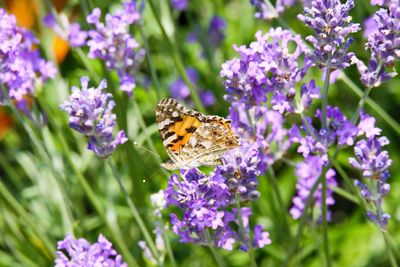 Close-up of butterfly pollinating on purple flower