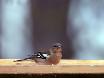 Close-up of bird perching on wooden table