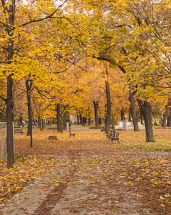 Trees and yellow autumn leaves in park