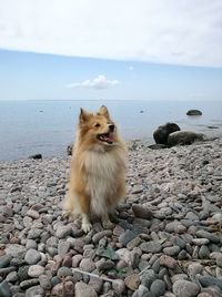 Lion sitting on rock by sea against sky