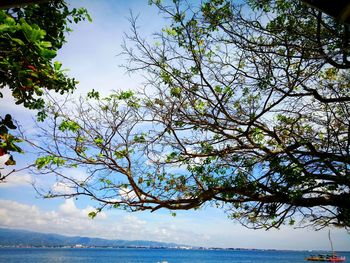 Tree by lake against sky