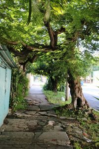 Walkway amidst trees against sky