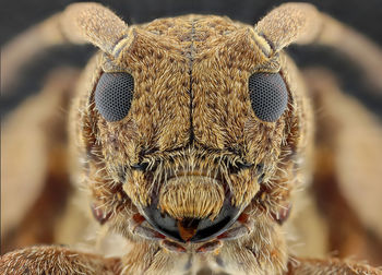 Close-up of an insect