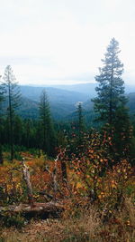 Scenic view of tree by mountain against sky