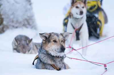 Beautiful alaskan husky dogs resting during a long distance sled dog race in norway. dogs in snow.