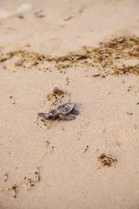 Hatchling baby loggerhead sea turtles caretta caretta climb make their way to the ocean