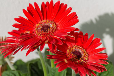 Close-up of red gerbera daisy blooming outdoors