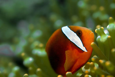 Close-up of orange fish swimming in sea