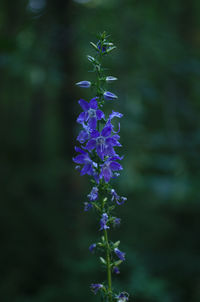 Close-up of purple flowers