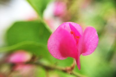 Close-up of pink flowering plant