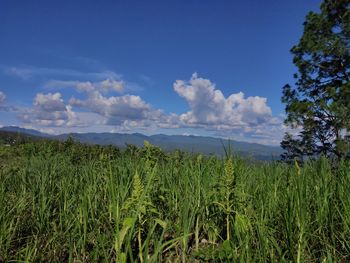 Scenic view of agricultural field against sky