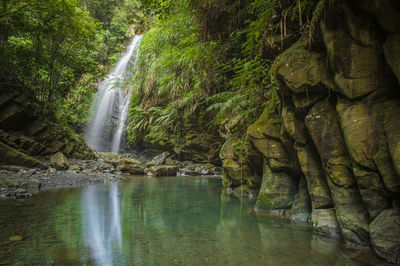 Scenic view of waterfall in forest