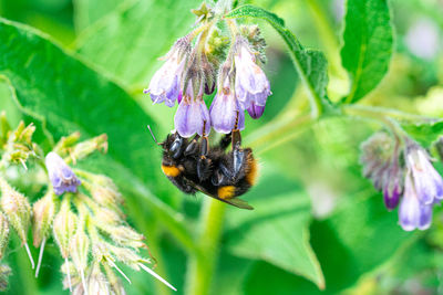 Large yellow honey and black striped bee pollinating comfrey flowering purple plants. close up view