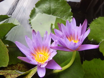 Close-up of lotus water lily in lake