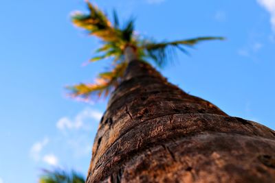 Low angle view of tree trunk against blue sky